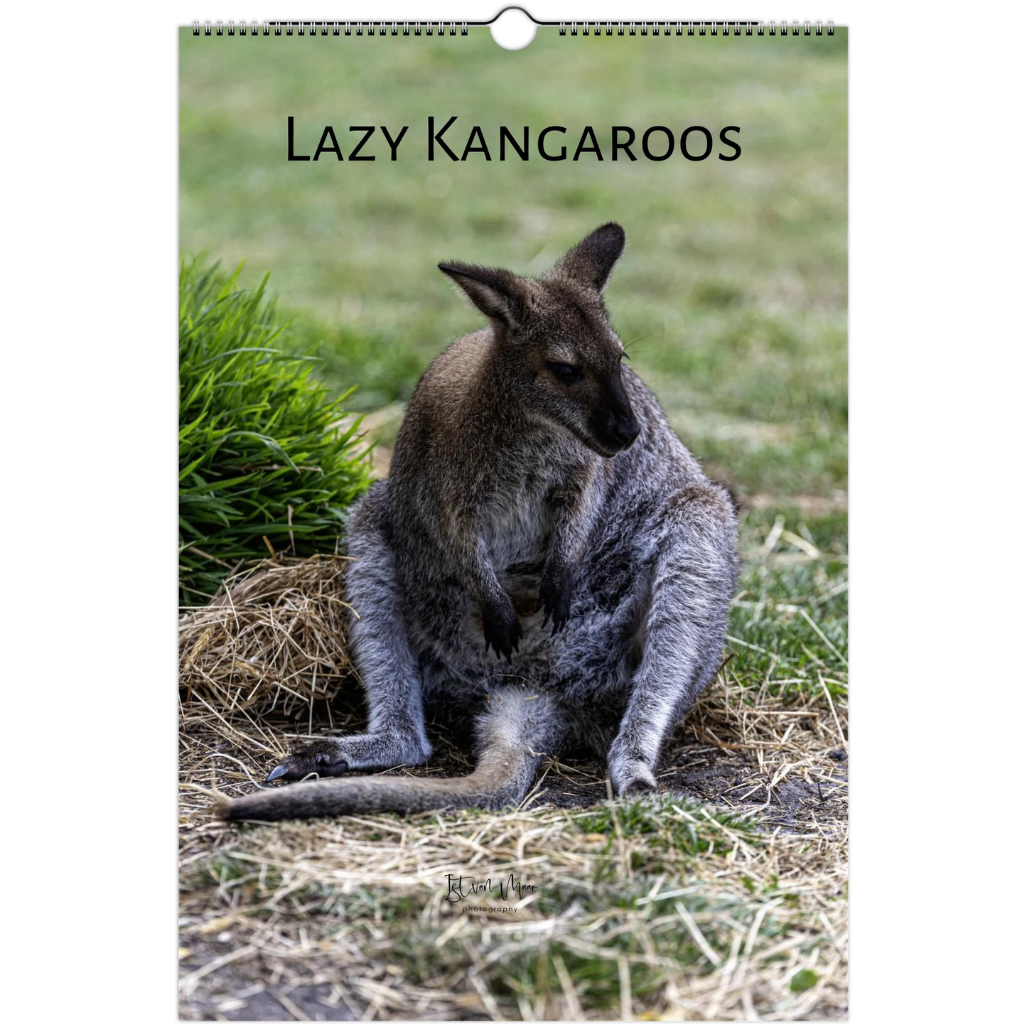 Lazy Kangaroos 2027 Wall Calendar Ledger size cover – kangaroo with joey on dry grass | Australian wildlife photography calendar