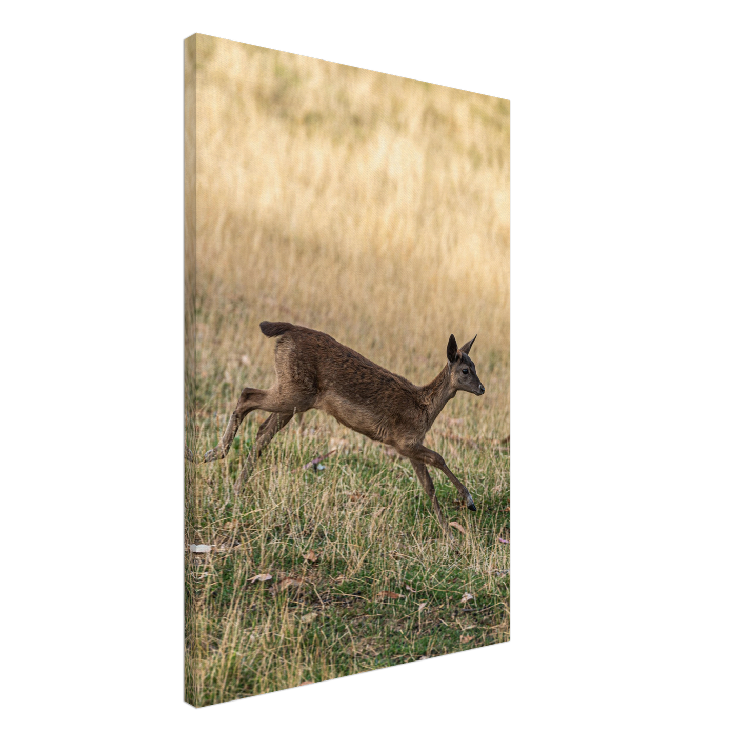 Deer Wildlife Animals Art Nursery Photography Wall Decor Kids Room Poster Playroom Artwork Stag Stretched Canvas 116