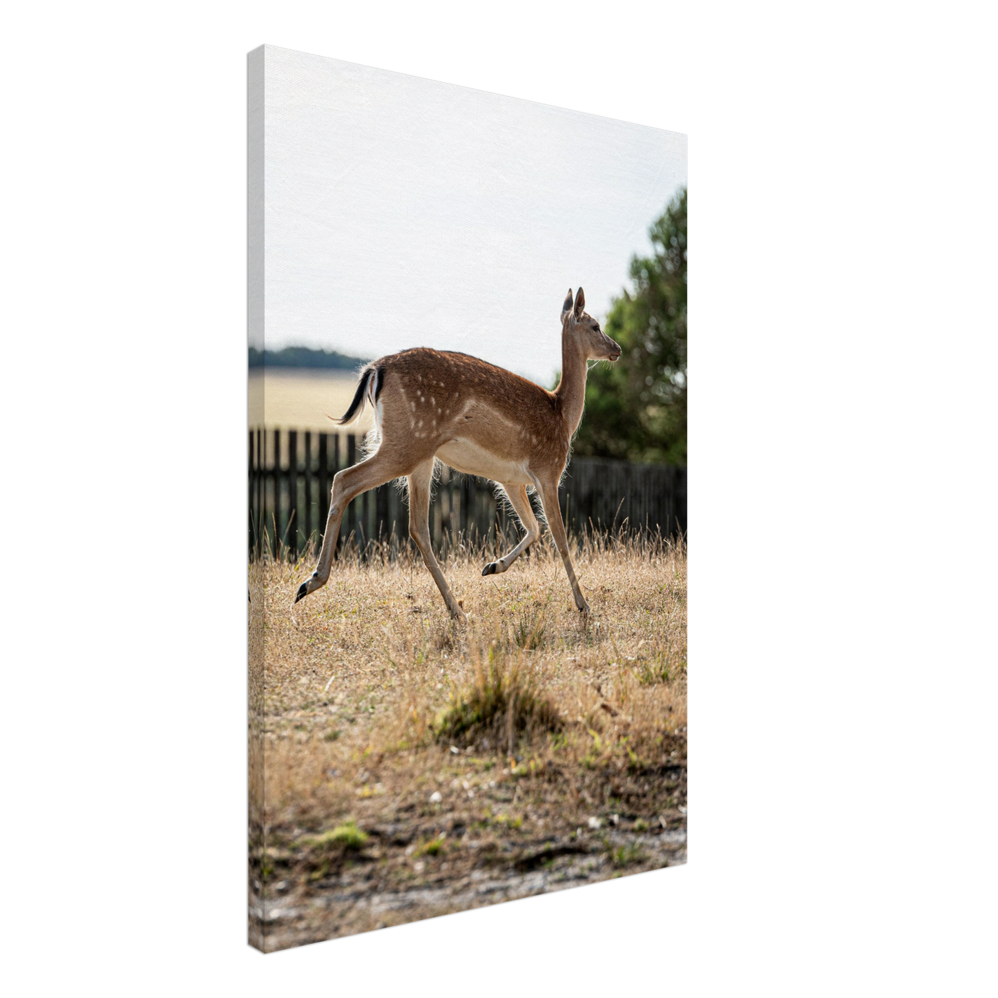 Deer Wildlife Animals Art Nursery Photography Wall Decor Kids Room Poster Playroom Artwork Stag Stretched Canvas 203