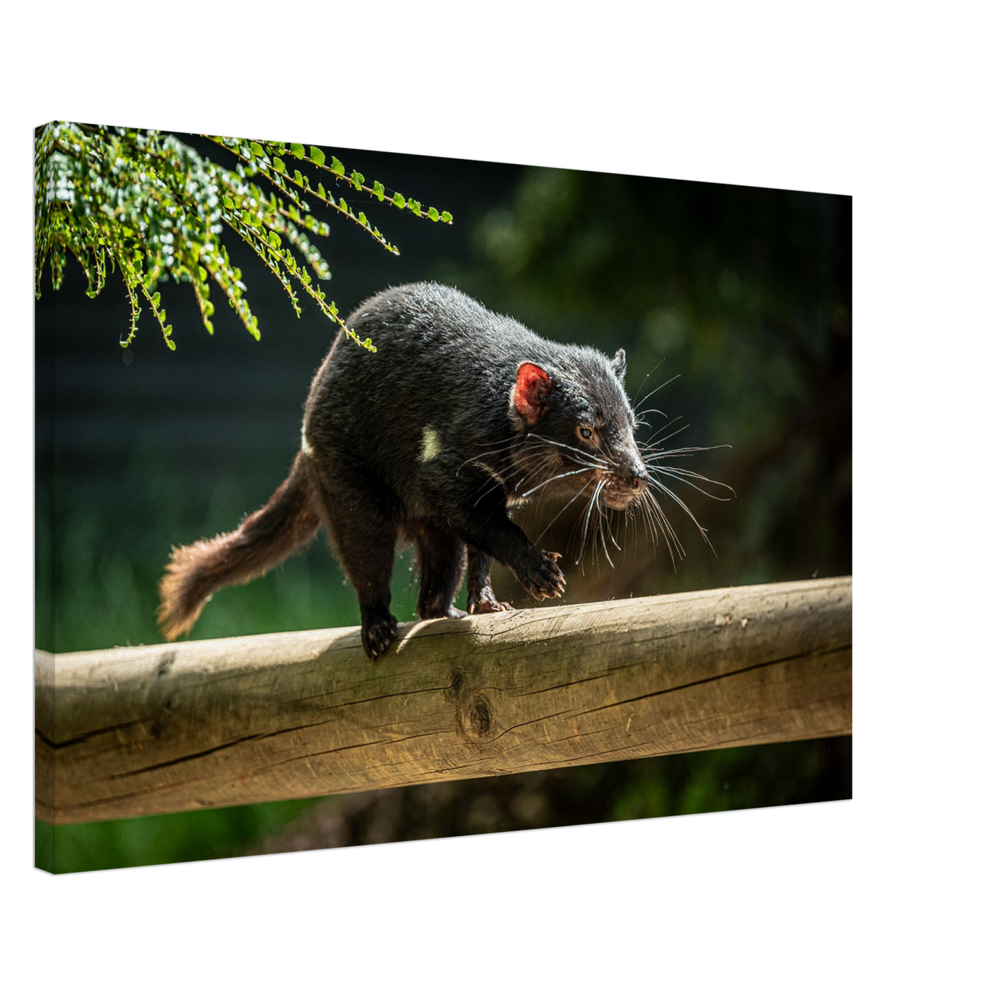 Native Australian Animals Nursery Canvas Tasmanian Devil by Istvan Maar Photography - by side