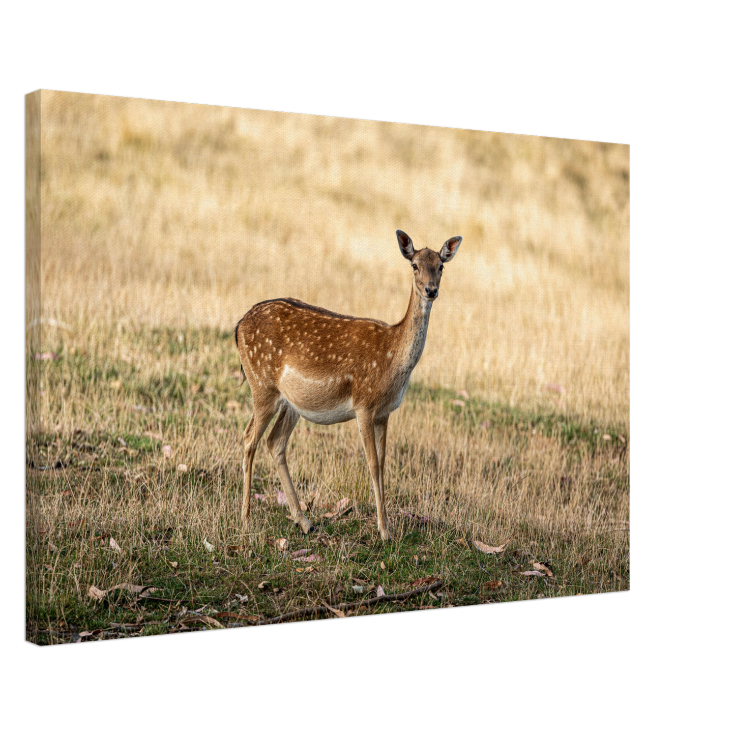 Deer Wildlife Animals Art Nursery Photography Wall Decor Kids Room Poster Playroom Artwork Stag Stretched Canvas 192