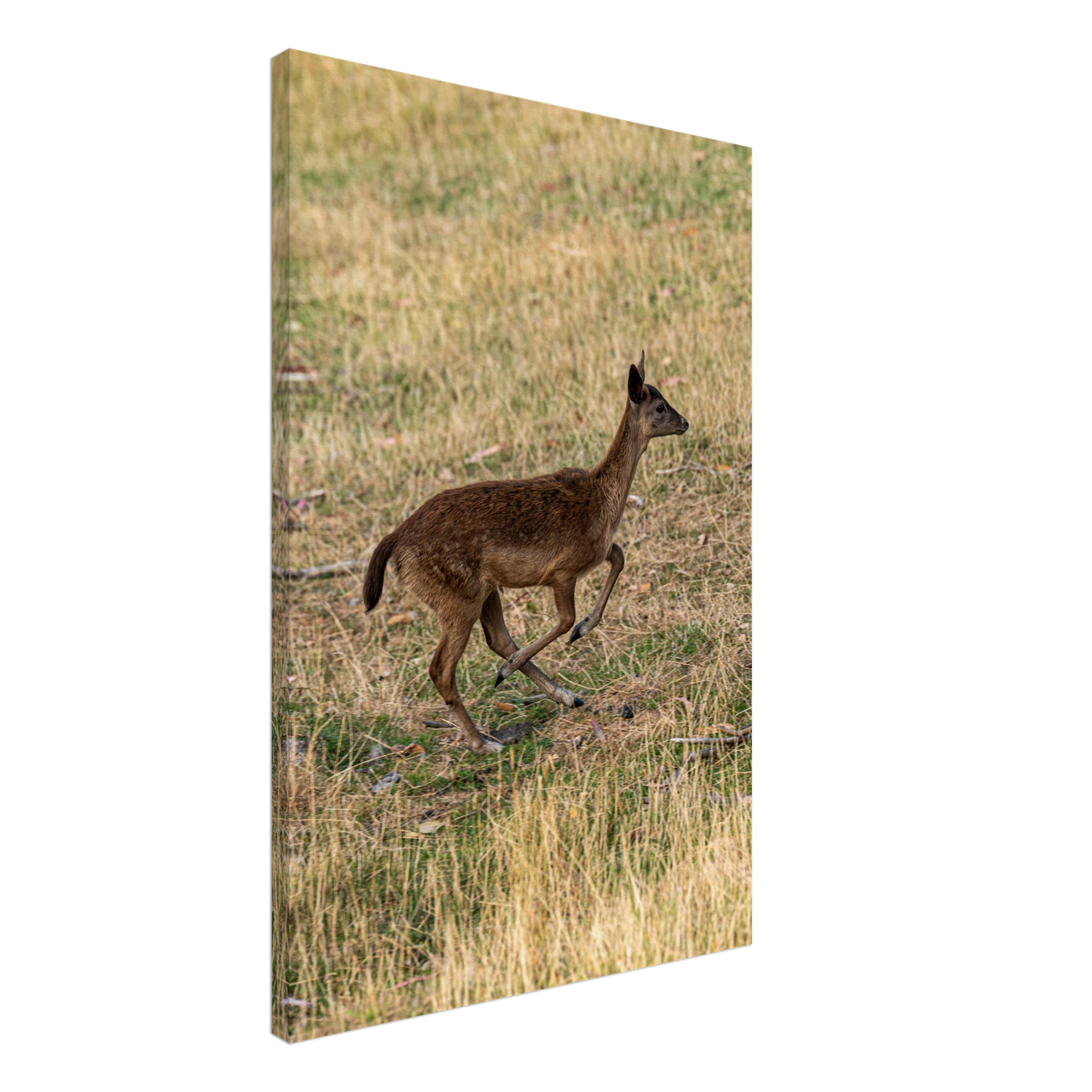 Deer Wildlife Animals Art Nursery Photography Wall Decor Kids Room Poster Playroom Artwork Stag Stretched Canvas 131