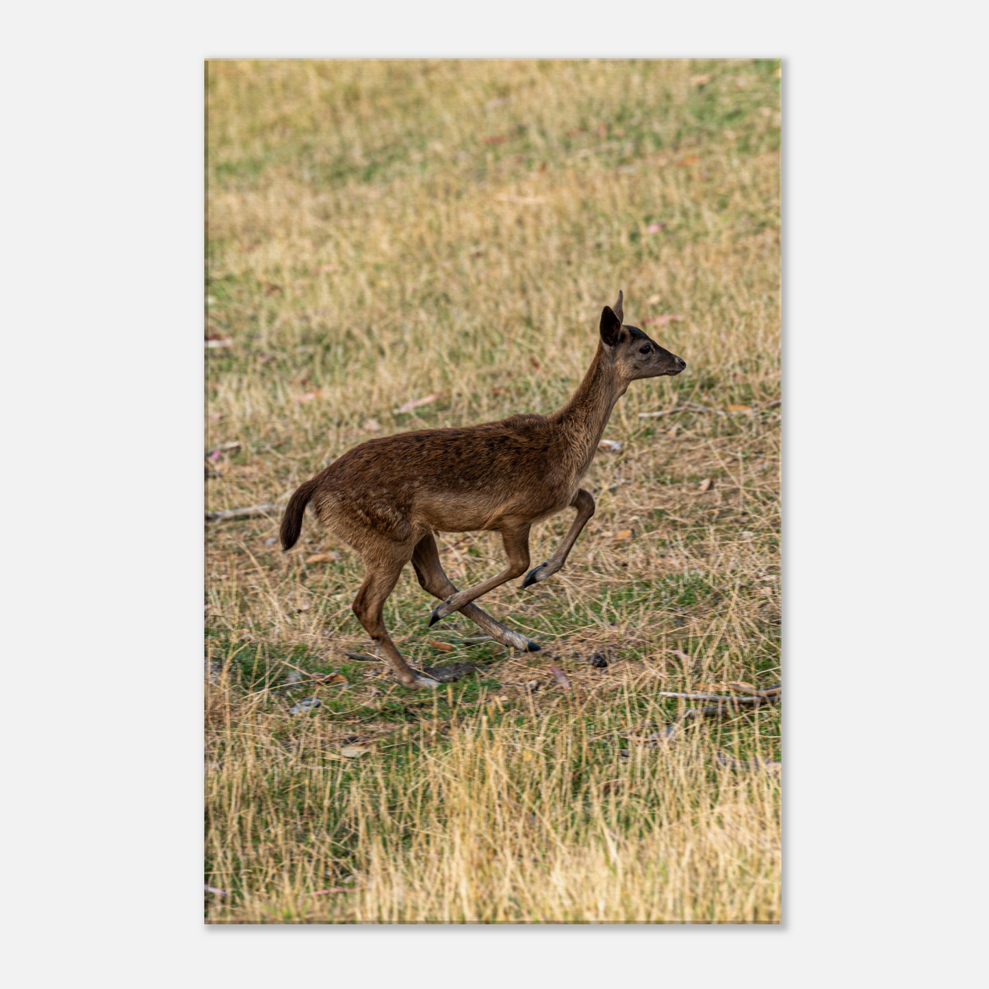 Deer Wildlife Animals Art Nursery Photography Wall Decor Kids Room Poster Playroom Artwork Stag Stretched Canvas 129