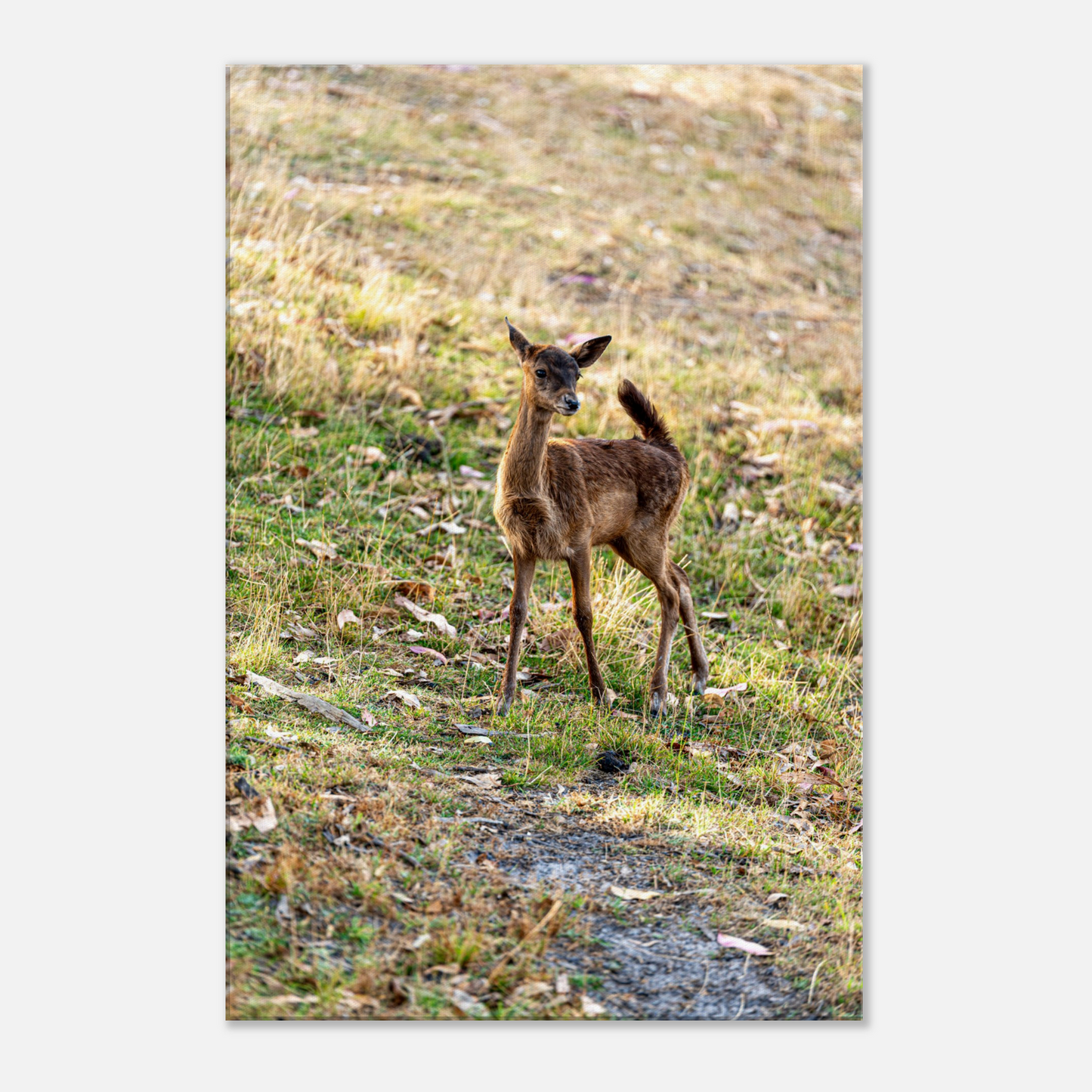 Deer Wildlife Animals Art Nursery Photography Wall Decor Kids Room Poster Playroom Artwork Stag Stretched Canvas 151