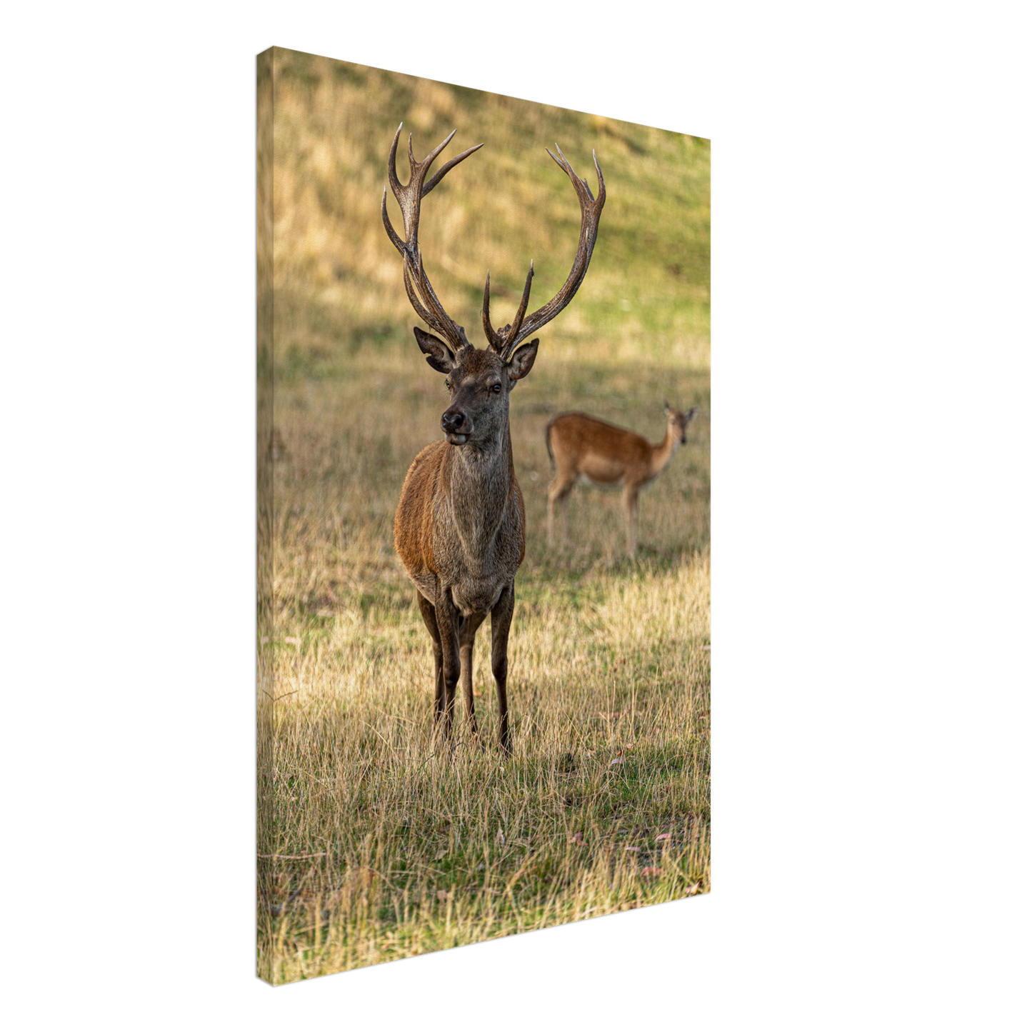 Deer Wildlife Animals Art Nursery Photography Wall Decor Kids Room Poster Playroom Artwork Stag Stretched Canvas 072