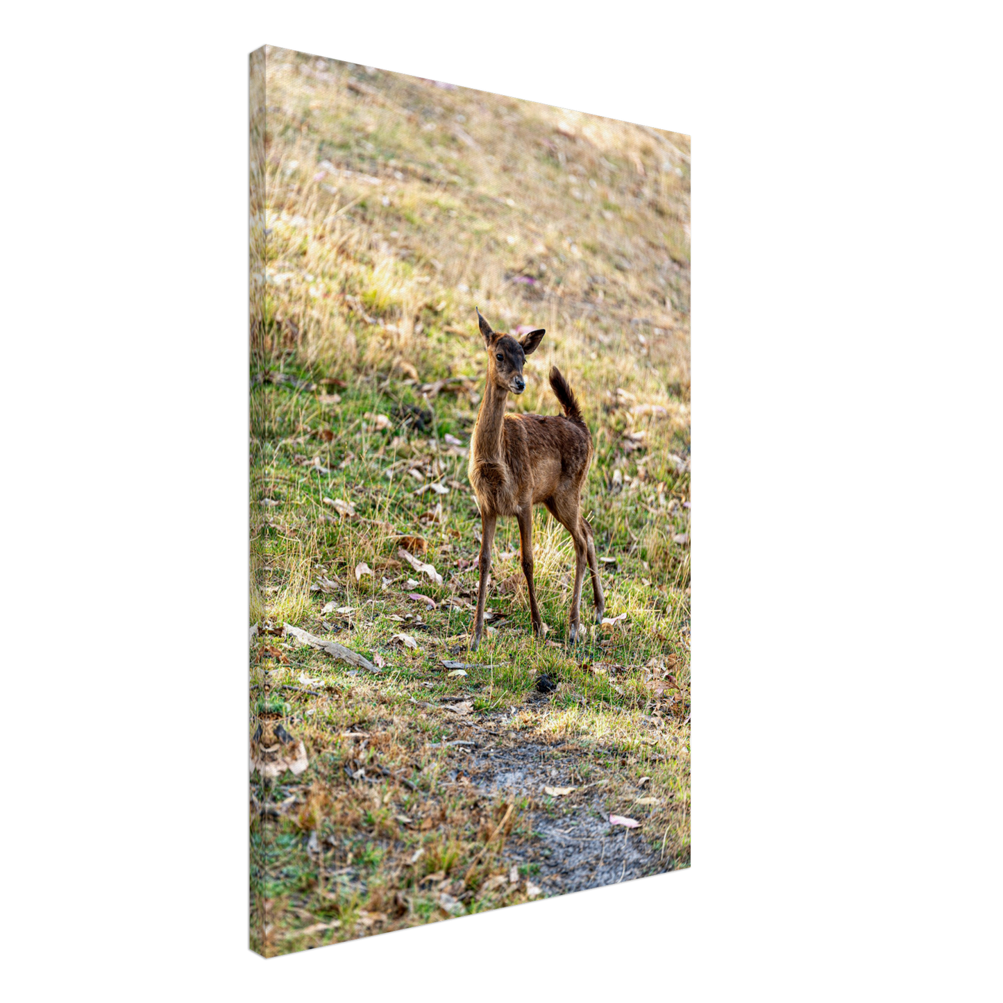 Deer Wildlife Animals Art Nursery Photography Wall Decor Kids Room Poster Playroom Artwork Stag Stretched Canvas 157