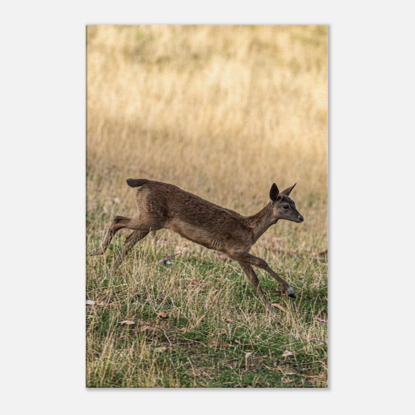 Deer Wildlife Animals Art Nursery Photography Wall Decor Kids Room Poster Playroom Artwork Stag Stretched Canvas 110