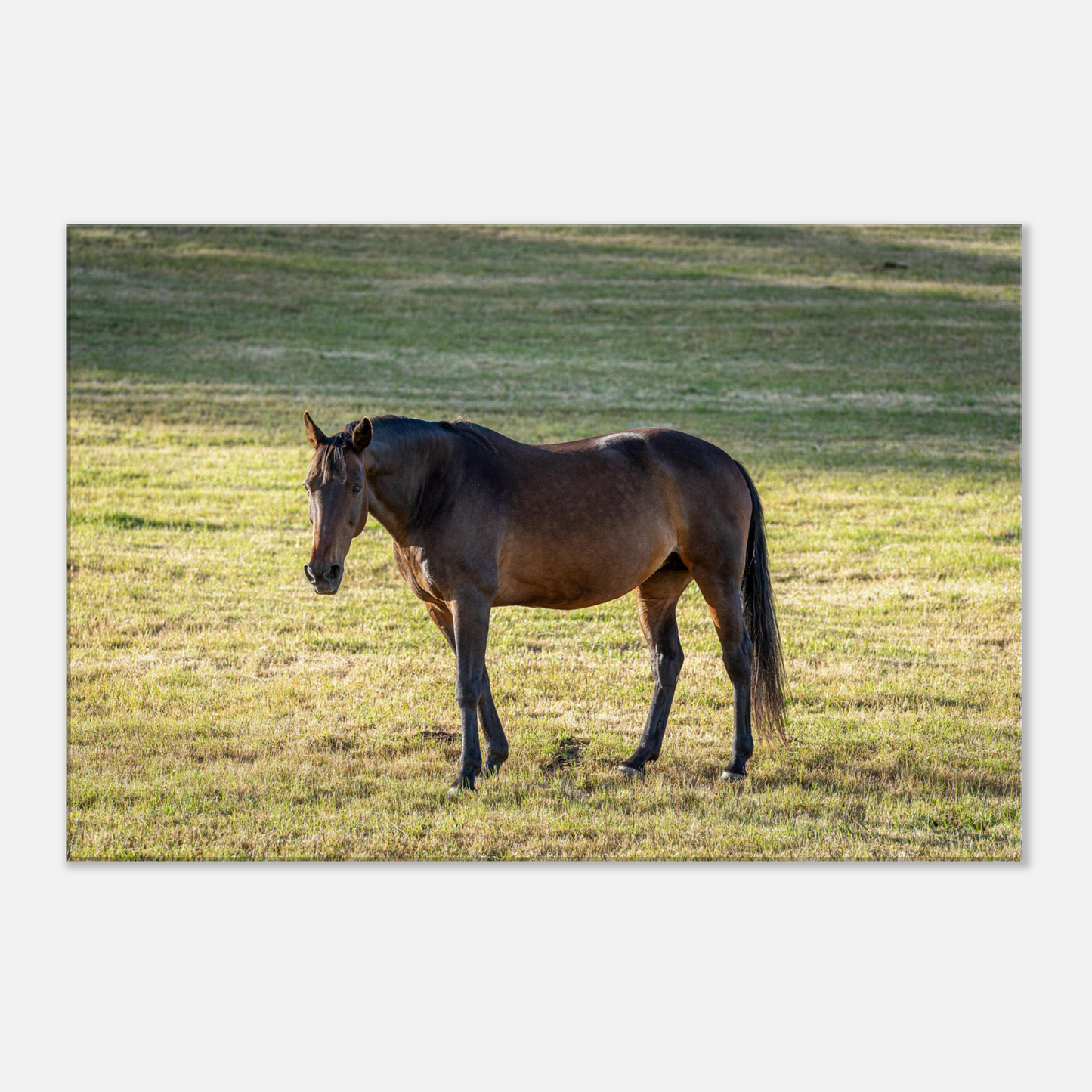 Horse Domestic Animal Canvas by Istvan Maar Photography