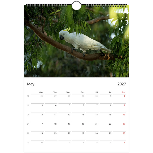Cockatoos Wall Calendar – photography detail of cockatoos in natural habitat