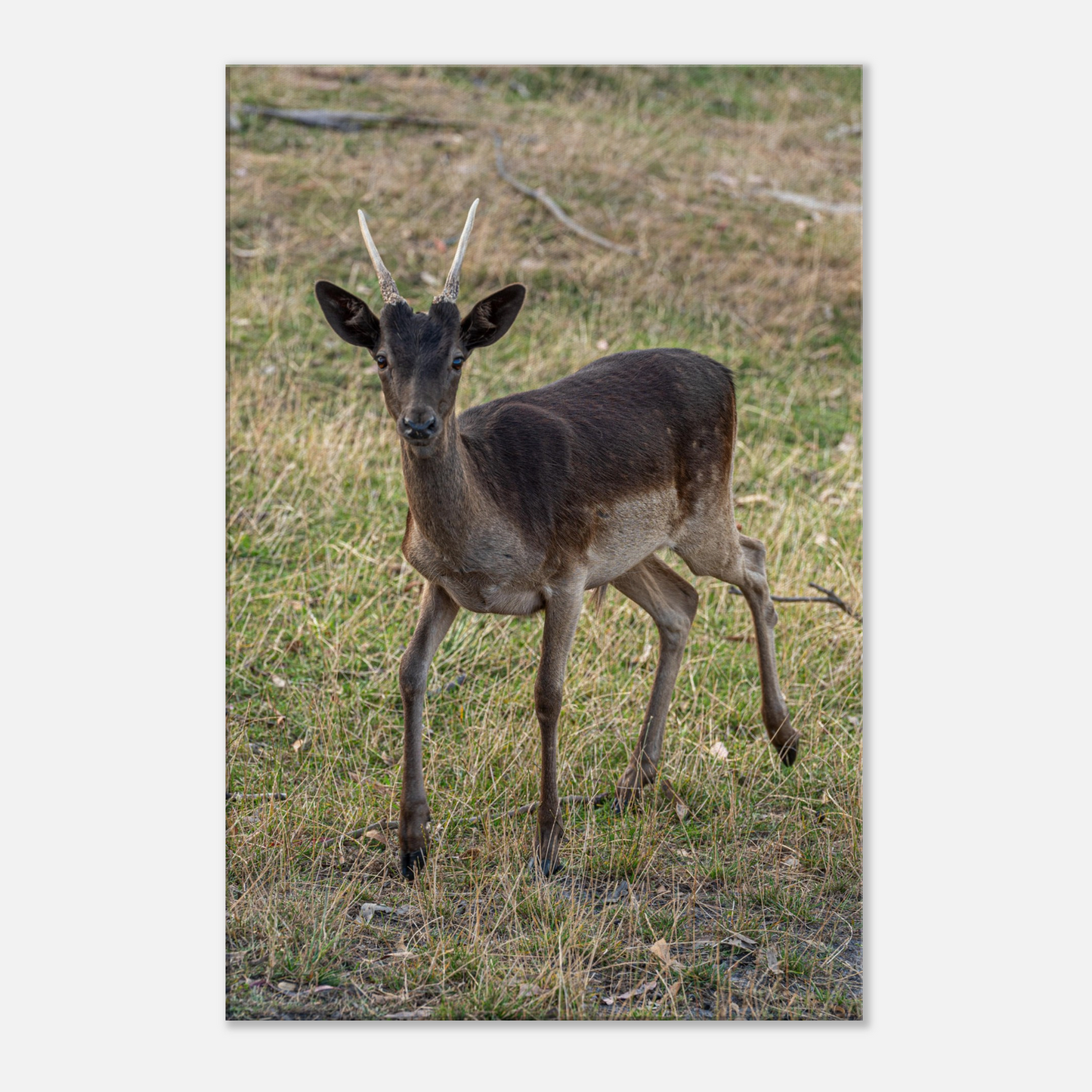 Deer Wildlife Animals Art Nursery Photography Wall Decor Kids Room Poster Playroom Artwork Stag Stretched Canvas 144