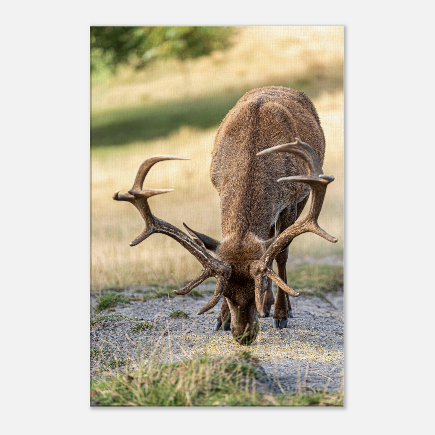 Deer Wildlife Animals Art Nursery Photography Wall Decor Kids Room Poster Playroom Artwork Stag Stretched Canvas 074