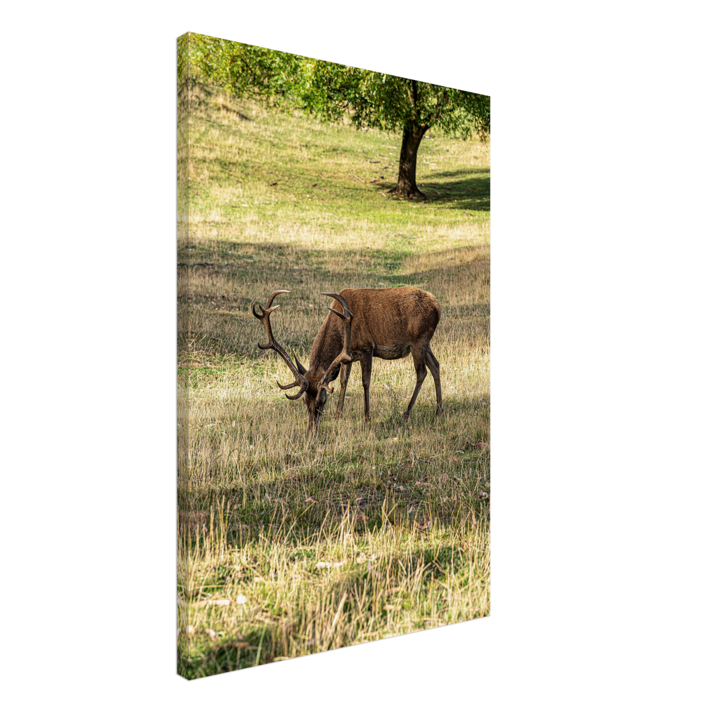 Deer Wildlife Animals Art Nursery Photography Wall Decor Kids Room Poster Playroom Artwork Stag Stretched Canvas 109