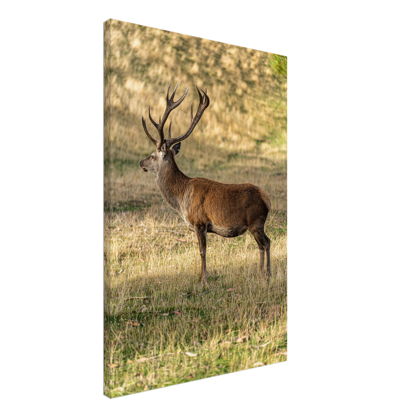 Deer Wildlife Animals Art Nursery Photography Wall Decor Kids Room Poster Playroom Artwork Stag Stretched Canvas 058
