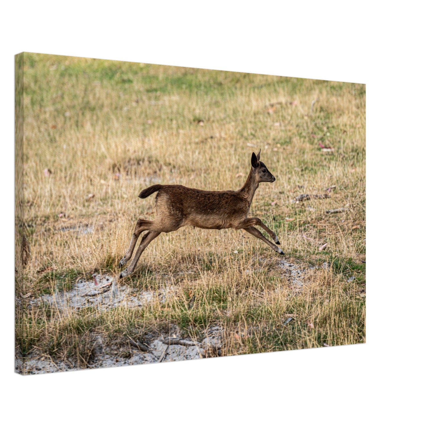 Deer Wildlife Animals Art Nursery Photography Wall Decor Kids Room Poster Playroom Artwork Stag Stretched Canvas 007