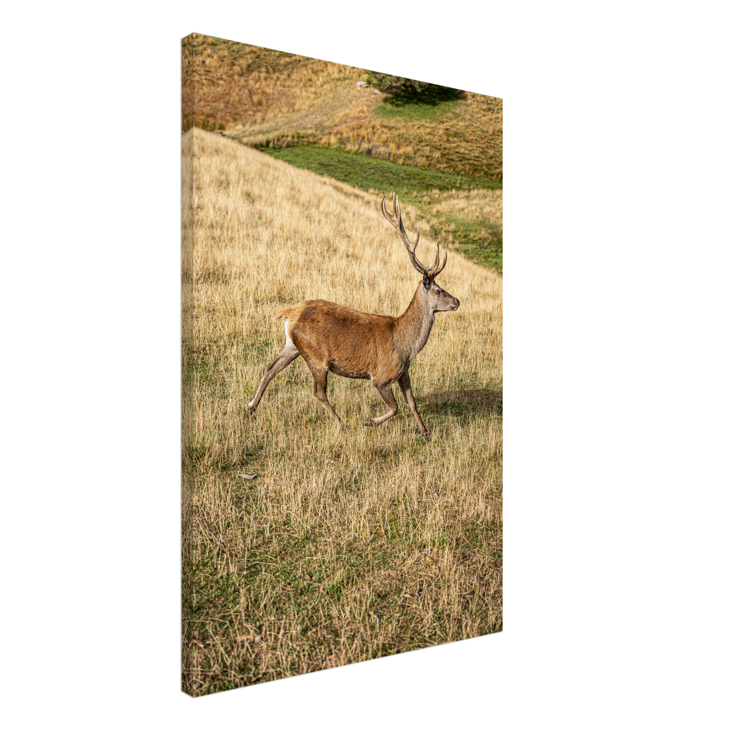 Deer Wildlife Animals Art Nursery Photography Wall Decor Kids Room Poster Playroom Artwork Stag Stretched Canvas 217