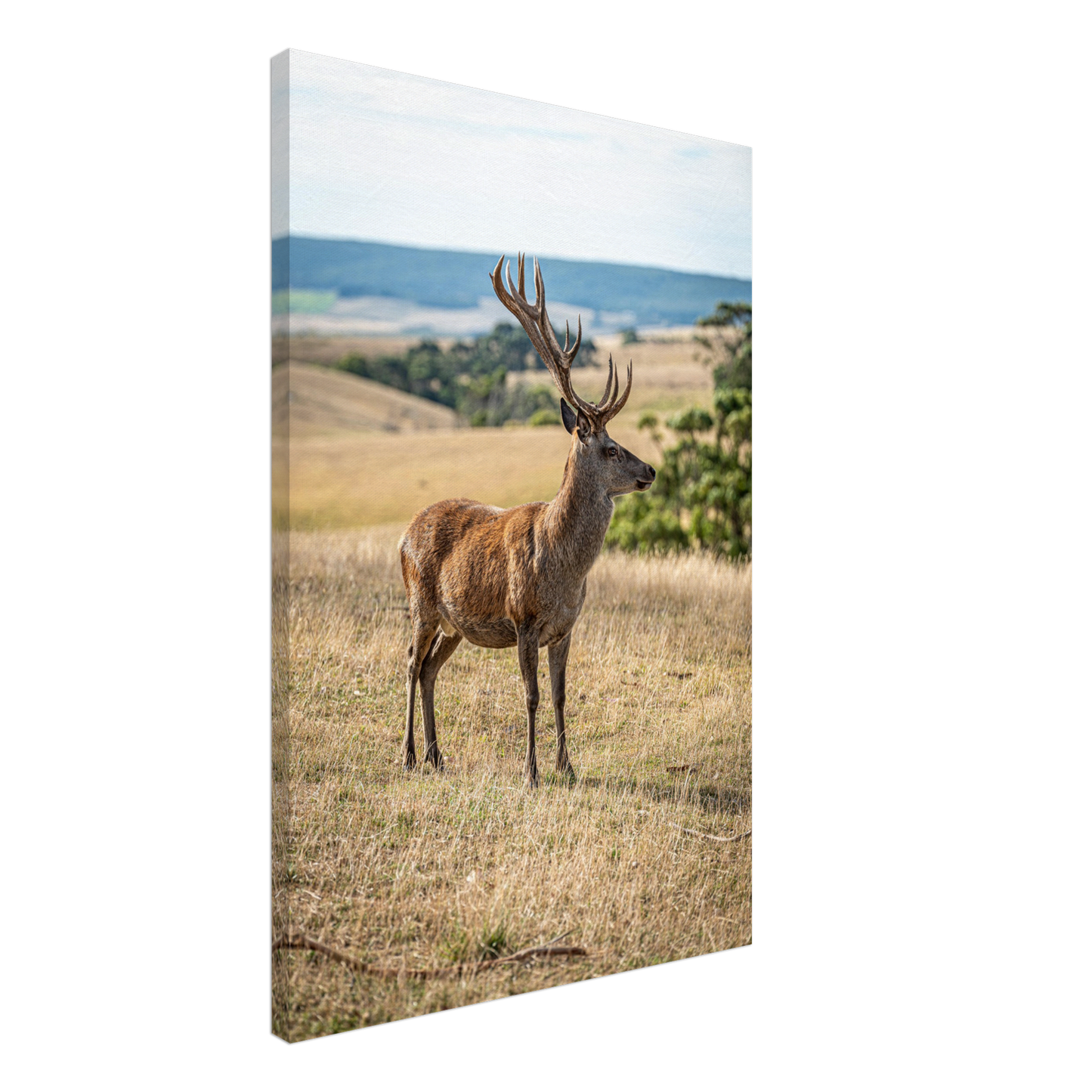 Deer Wildlife Animals Art Nursery Photography Wall Decor Kids Room Poster Playroom Artwork Stag Stretched Canvas 182
