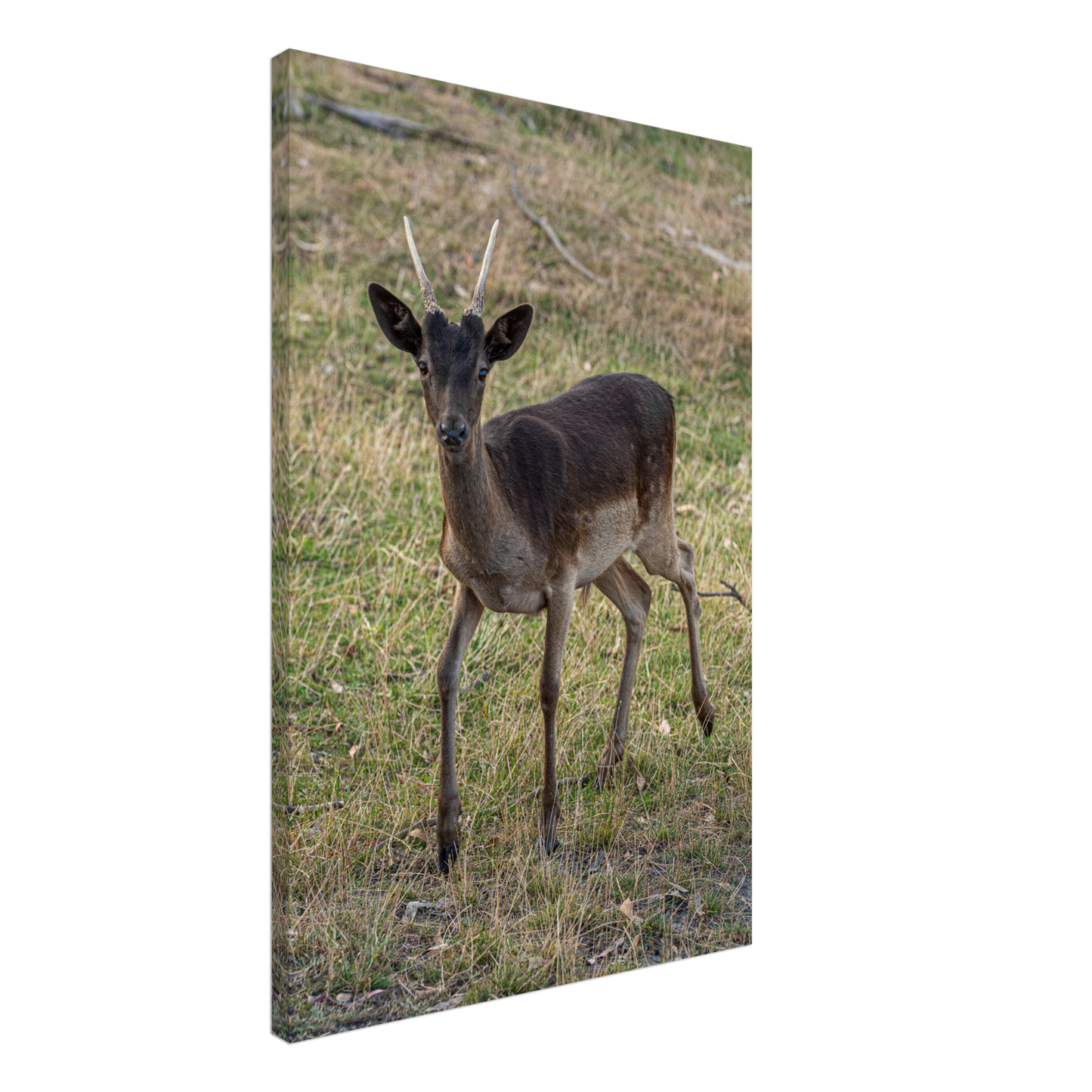 Deer Wildlife Animals Art Nursery Photography Wall Decor Kids Room Poster Playroom Artwork Stag Stretched Canvas 149
