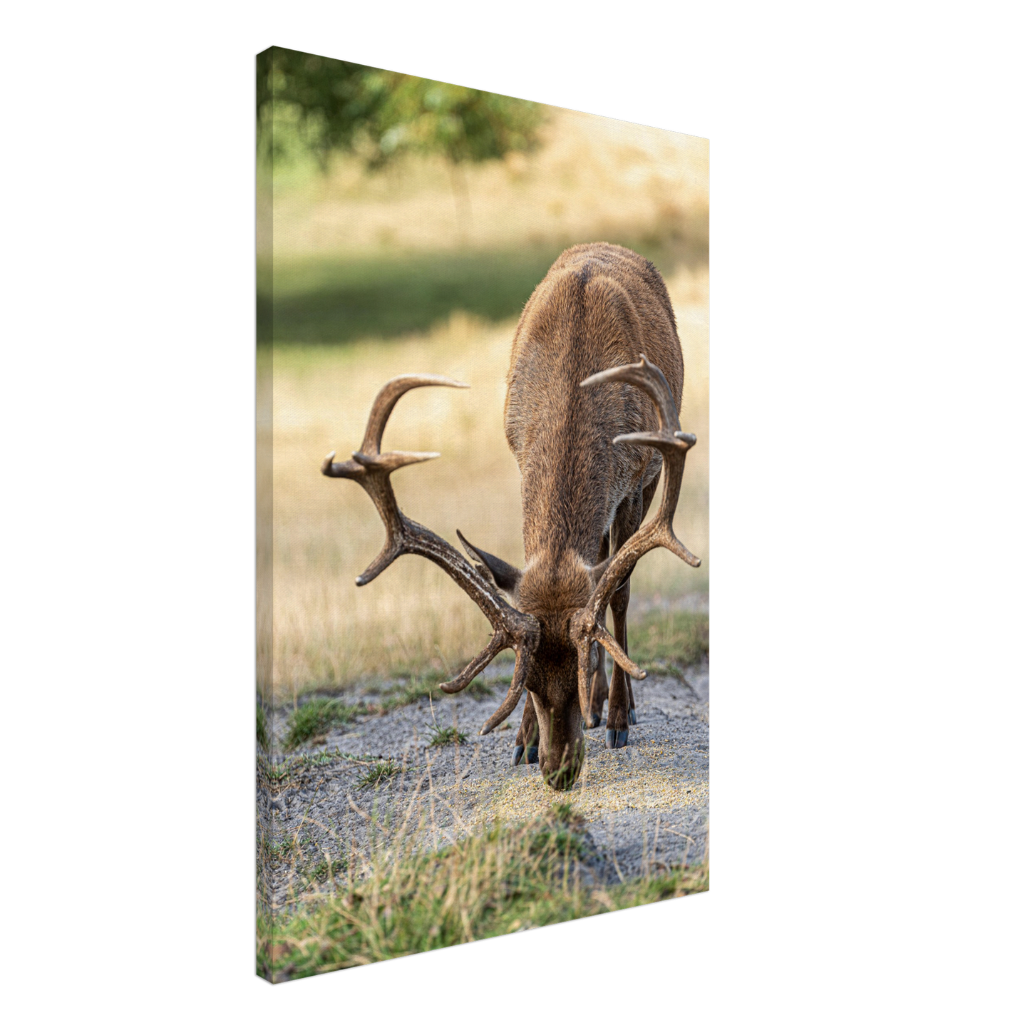 Deer Wildlife Animals Art Nursery Photography Wall Decor Kids Room Poster Playroom Artwork Stag Stretched Canvas 083