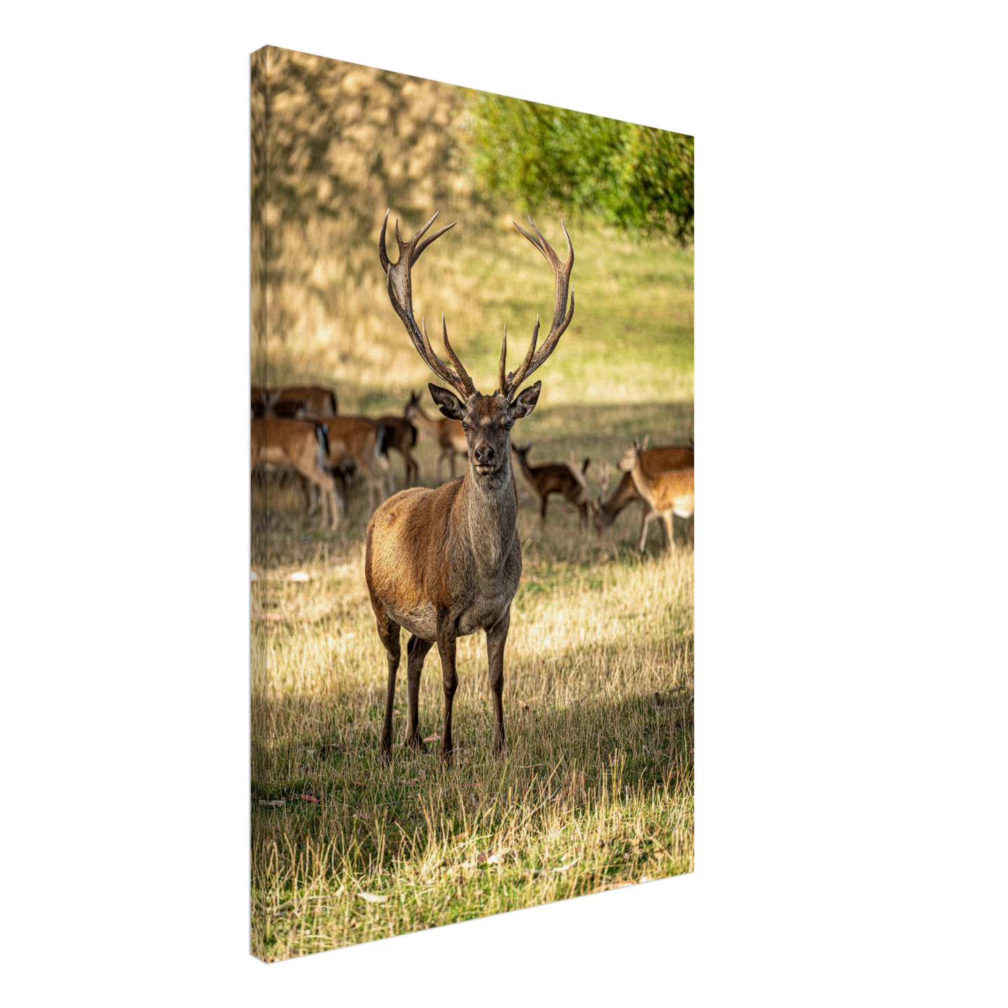 Deer Wildlife Animals Art Nursery Photography Wall Decor Kids Room Poster Playroom Artwork Stag Stretched Canvas 128