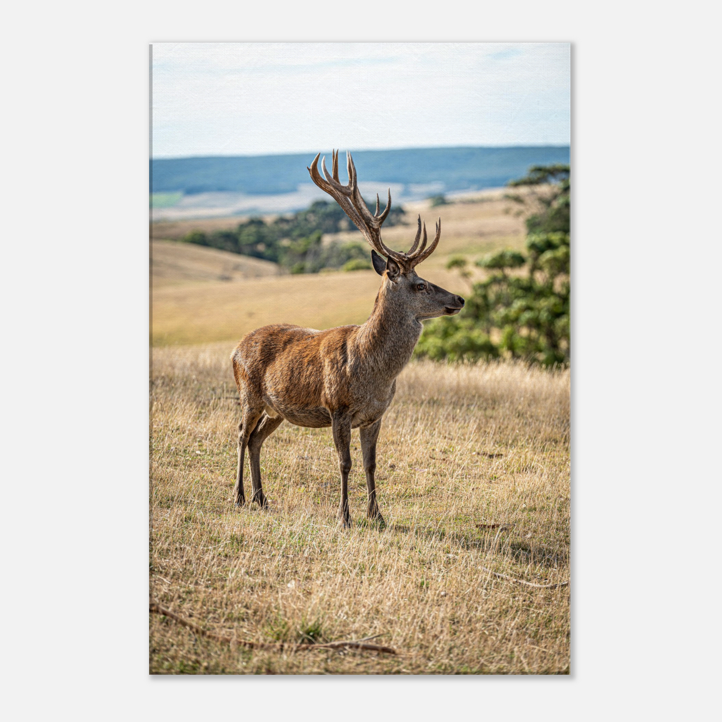 Deer Wildlife Animals Art Nursery Photography Wall Decor Kids Room Poster Playroom Artwork Stag Stretched Canvas 174