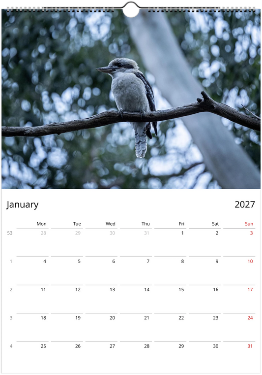 Kookaburras wall calendar January page – fine art Australian bird photography – laughing kookaburra wildlife print