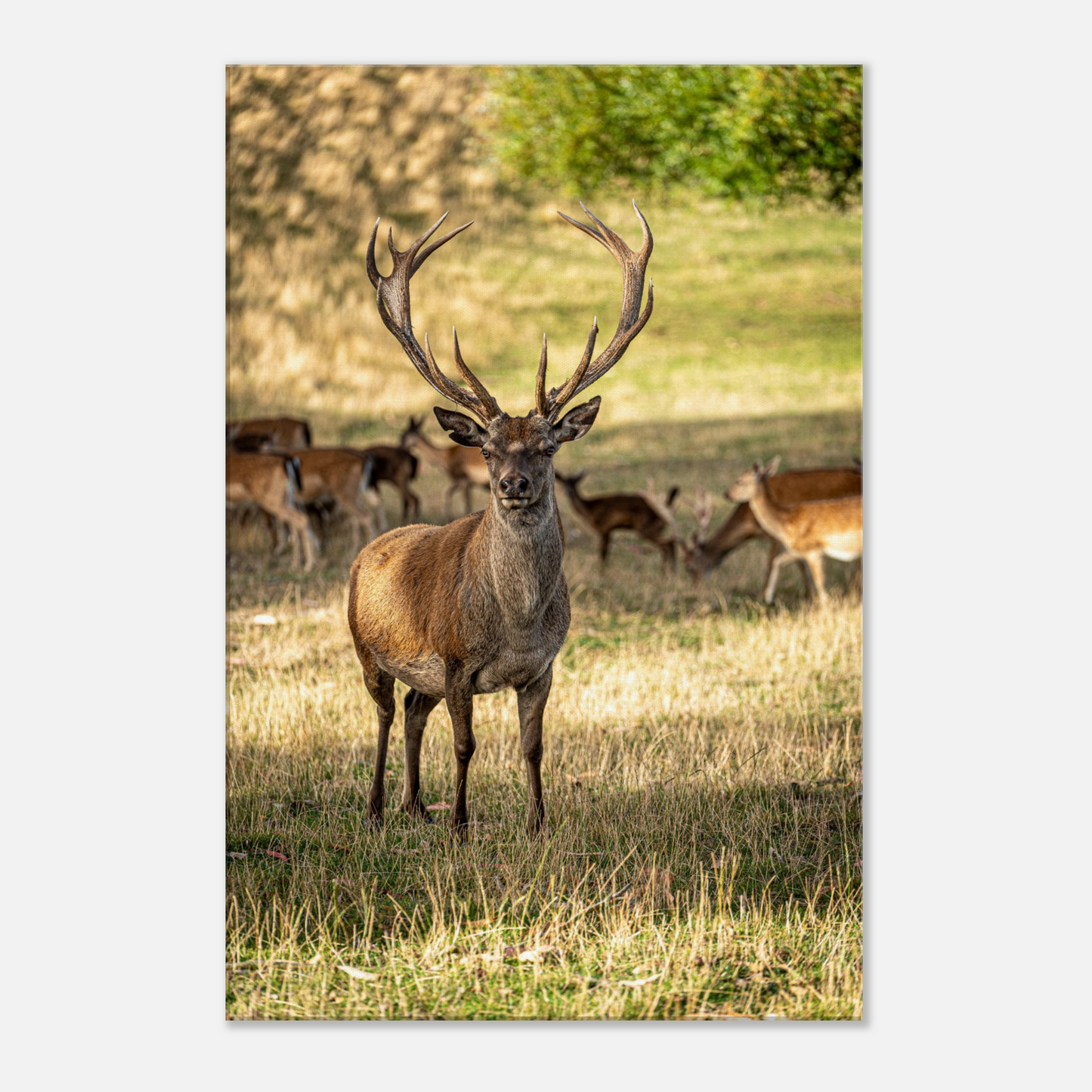 Deer Wildlife Animals Art Nursery Photography Wall Decor Kids Room Poster Playroom Artwork Stag Stretched Canvas 120