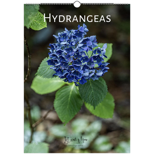 Hydrangeas Wall Calendar featuring colourful hydrangea flowers photographed in the Dandenong Ranges, Victoria by Istvan Maar. Sizes in A4, A3, LT and LG sizes.