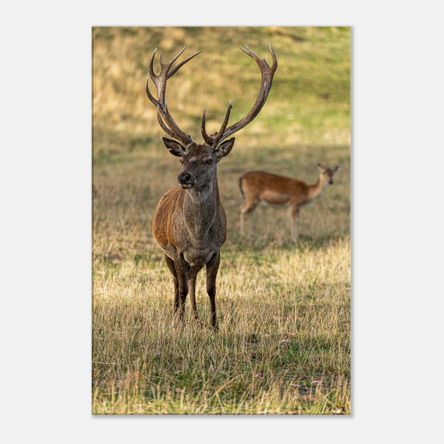 Deer Wildlife Animals Art Nursery Photography Wall Decor Kids Room Poster Playroom Artwork Stag Stretched Canvas 064