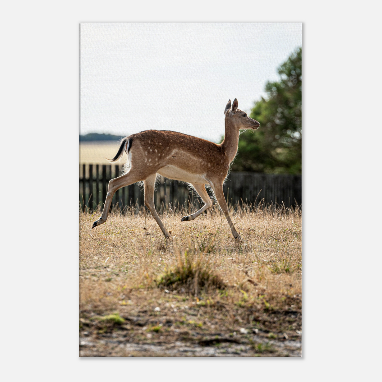 Deer Wildlife Animals Art Nursery Photography Wall Decor Kids Room Poster Playroom Artwork Stag Stretched Canvas 193