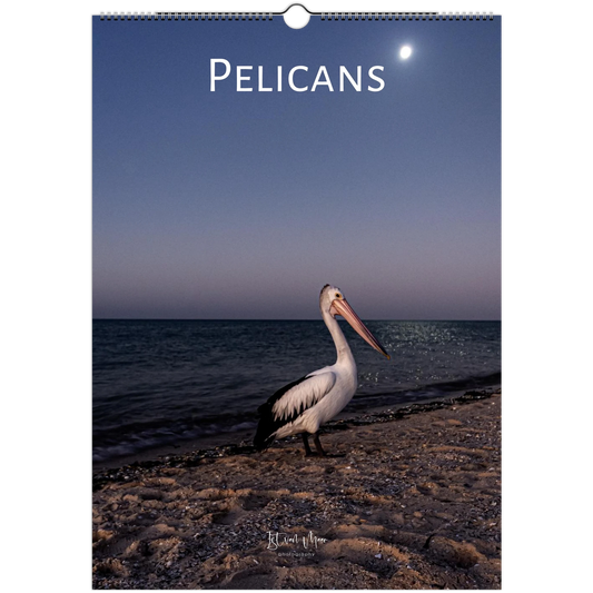 Australian pelican standing on a moonlit beach at dusk — wildlife photography wall calendar by Istvan Maar