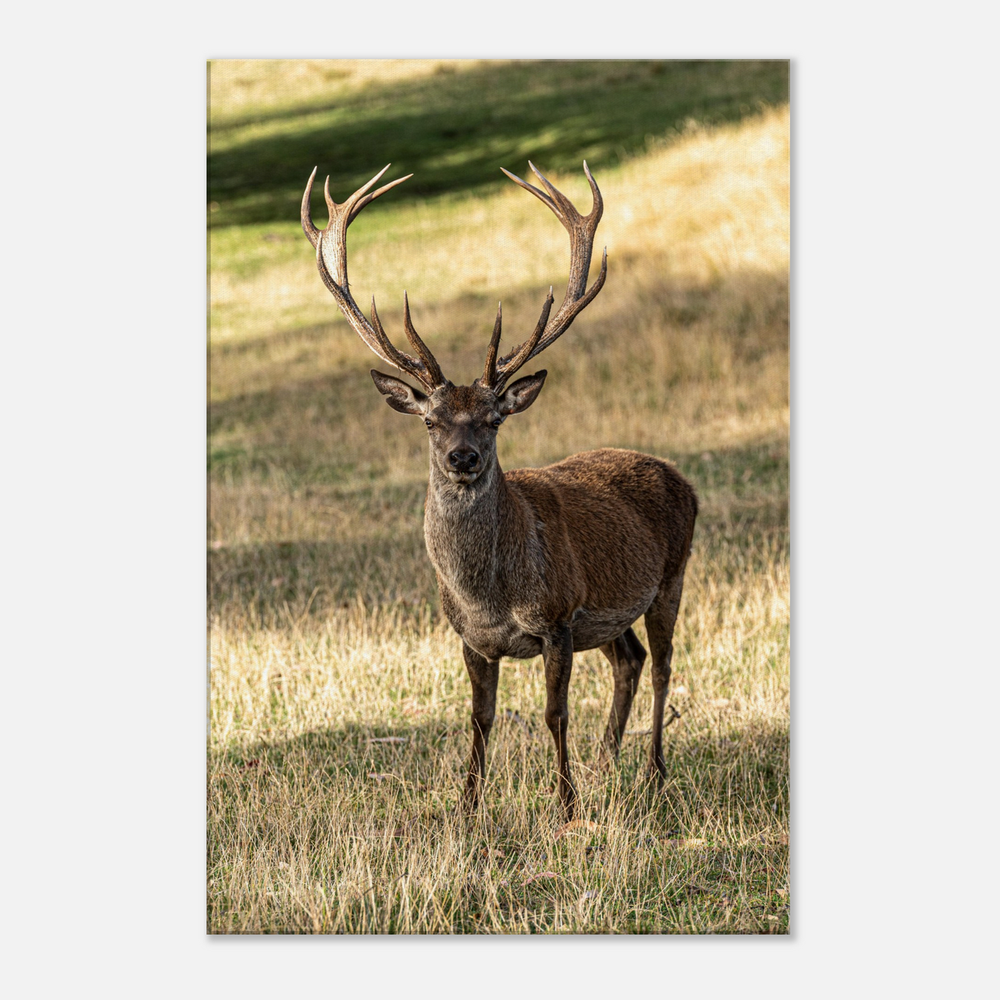 Deer Wildlife Animals Art Nursery Photography Wall Decor Kids Room Poster Playroom Artwork Stag Stretched Canvas 041