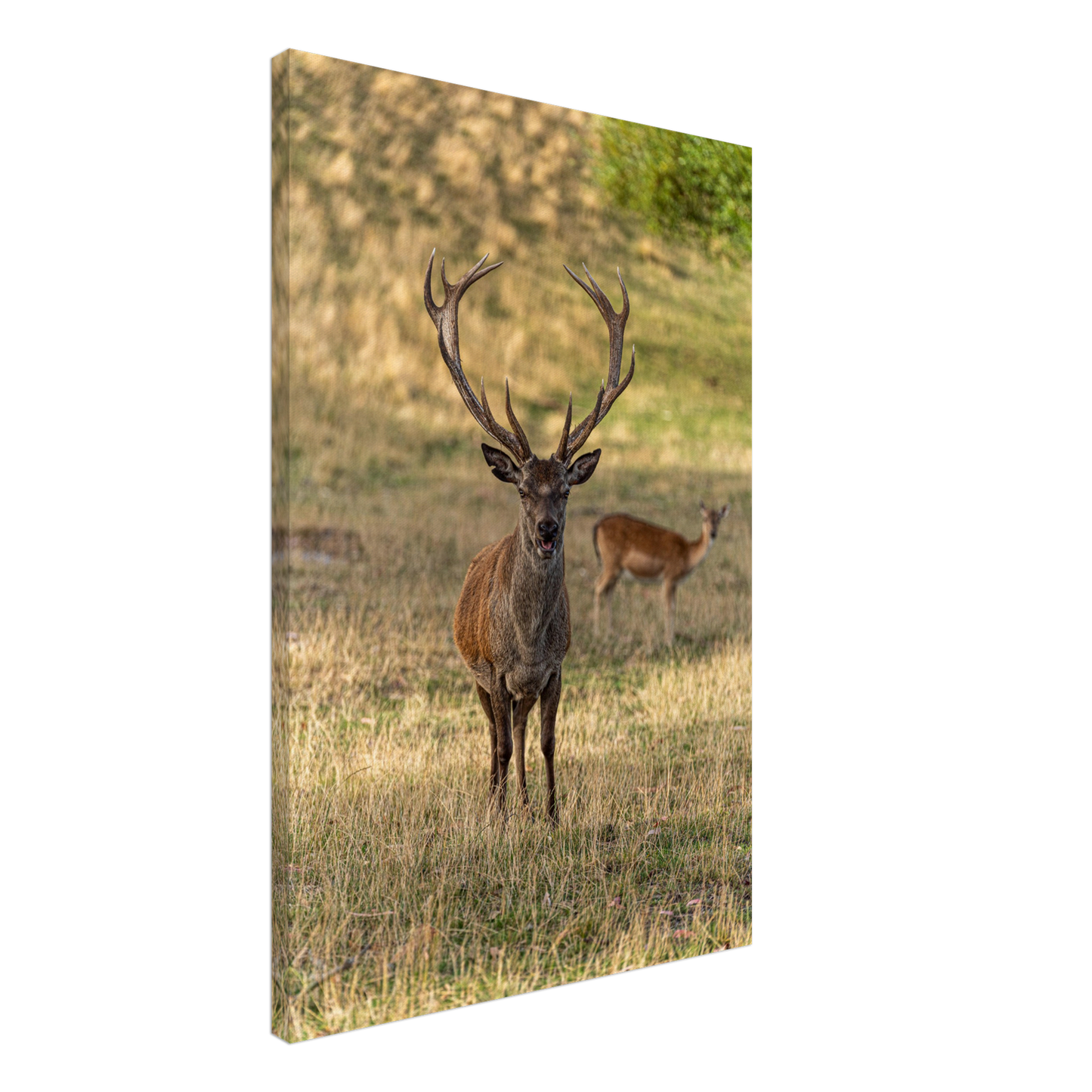 Deer Wildlife Animals Art Nursery Photography Wall Decor Kids Room Poster Playroom Artwork Stag Stretched Canvas 025