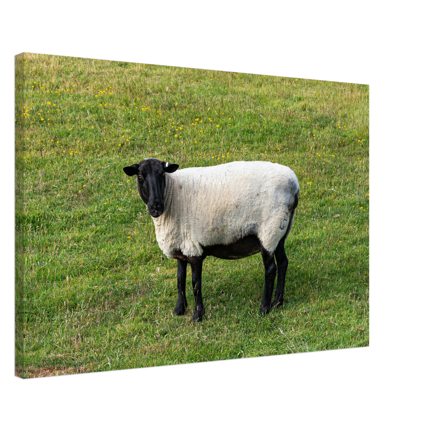Sheep Domestic Animal Canvas Wall Art Photography, Nursery Print, Nursery Animal Wall Decor, Kids Room, Prints, Stretched canvas by Istvan Maar Photography 10