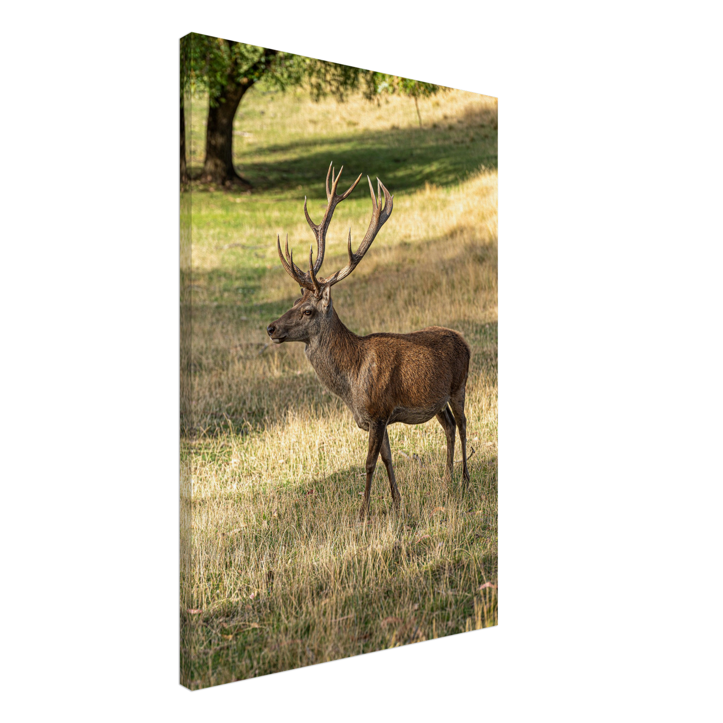 Deer Wildlife Animals Art Nursery Photography Wall Decor Kids Room Poster Playroom Artwork Stag Stretched Canvas 096
