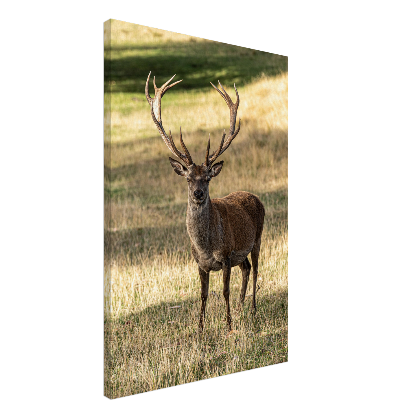 Deer Wildlife Animals Art Nursery Photography Wall Decor Kids Room Poster Playroom Artwork Stag Stretched Canvas 048