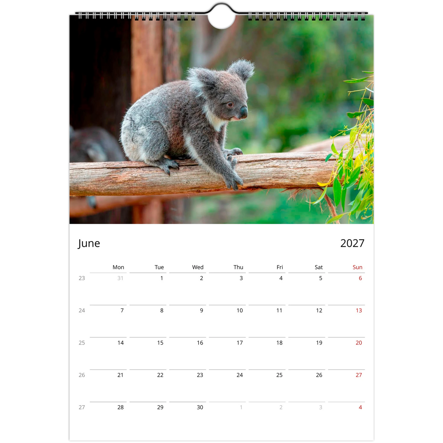 Koalas Wall Calendar – photography detail of koalas in eucalyptus trees
