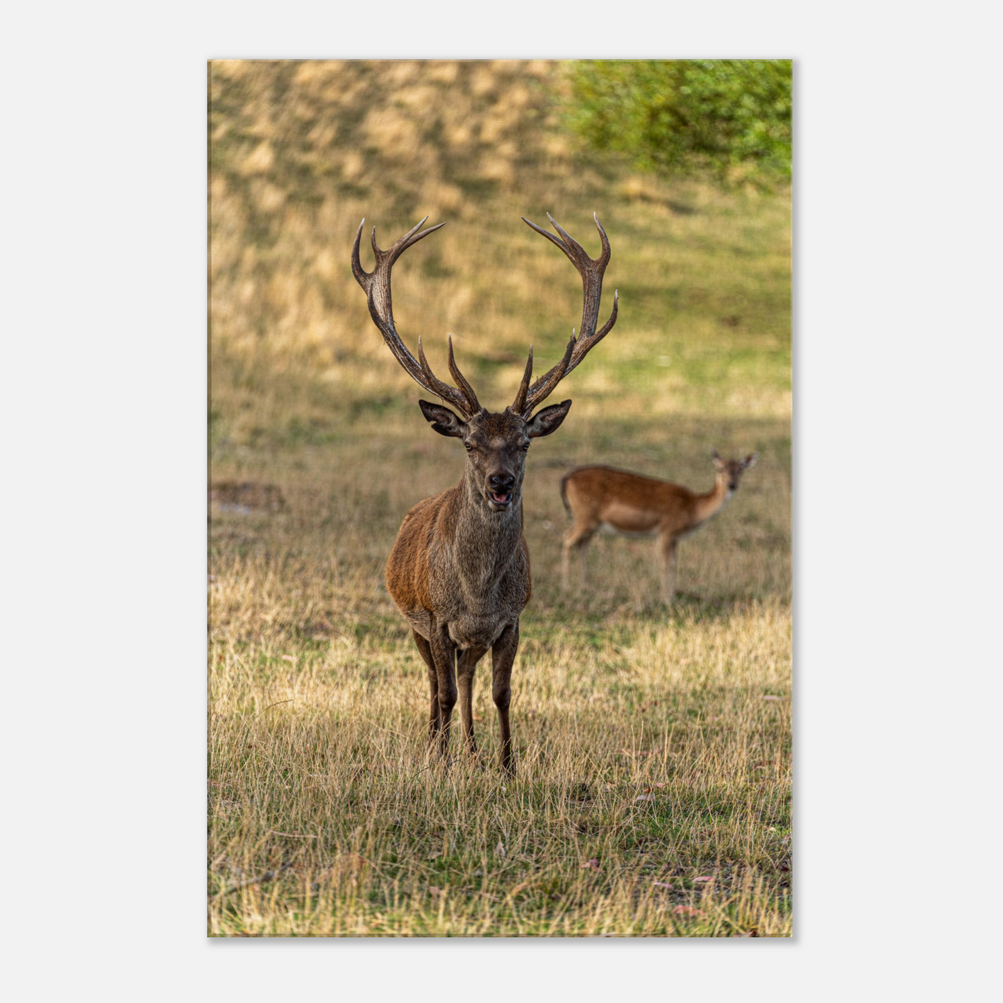 Deer Wildlife Animals Art Nursery Photography Wall Decor Kids Room Poster Playroom Artwork Stag Stretched Canvas 019