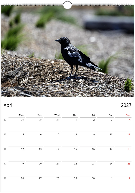 2027 Australian Ravens Wall Calendar | 2197