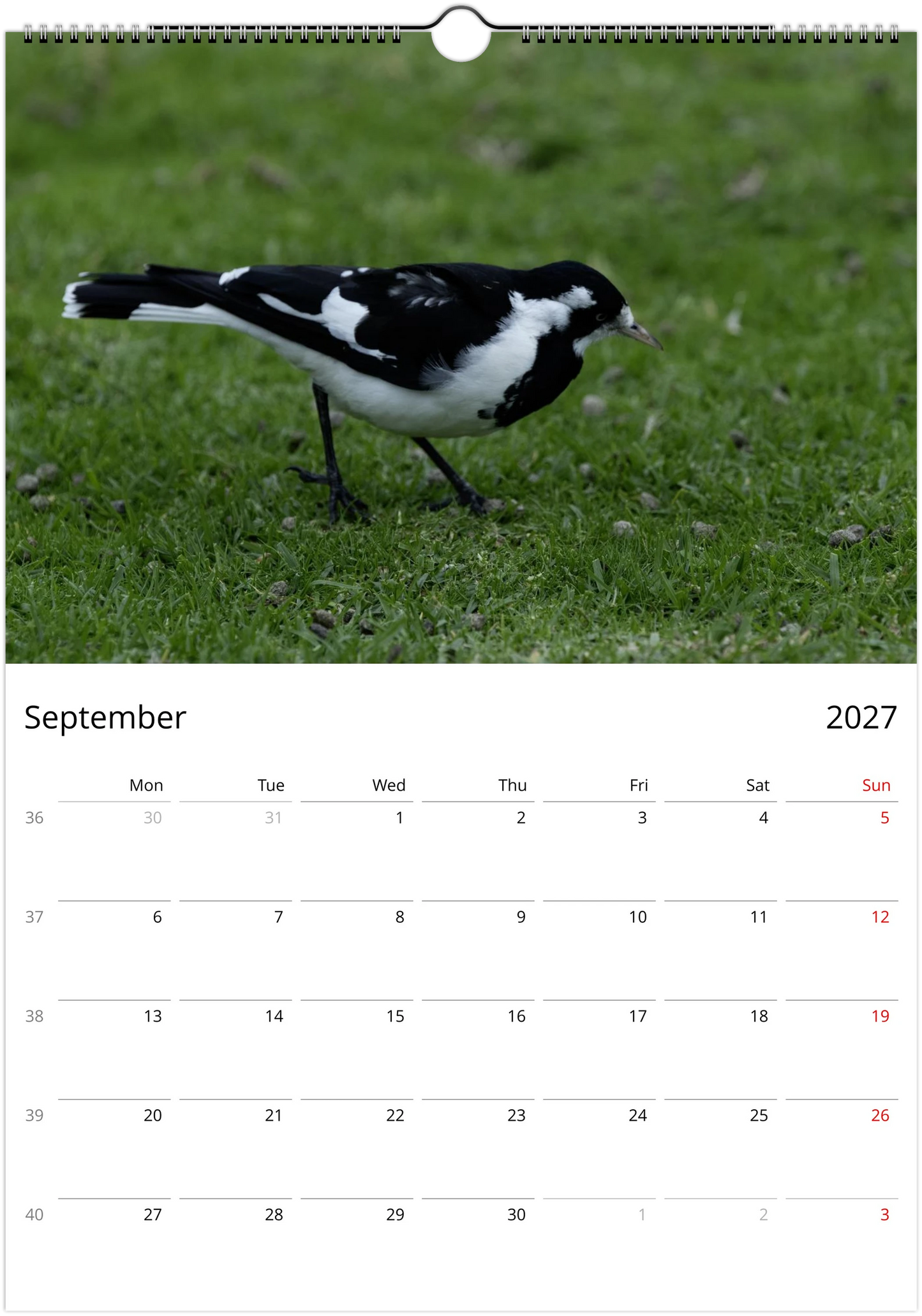 2027 Australian Birds Wall Calendar | 0507 Istvan Maar Photography