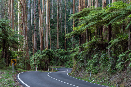 Winding road through the Dandenong Ranges lined with towering mountain ash trees and lush tree fern understorey — landscape photography by Istvan Maar