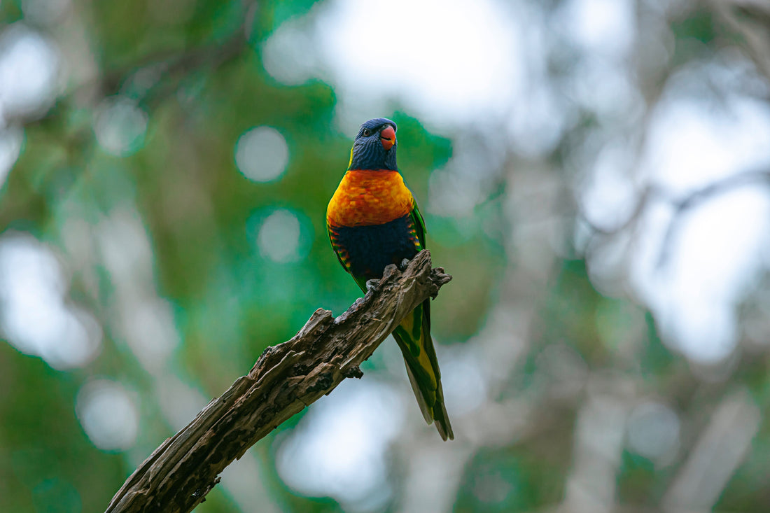 Crimson Rosella perched among lime leaves and white flowers in Yarra Ranges National Park — wildlife photography by Istvan Maar