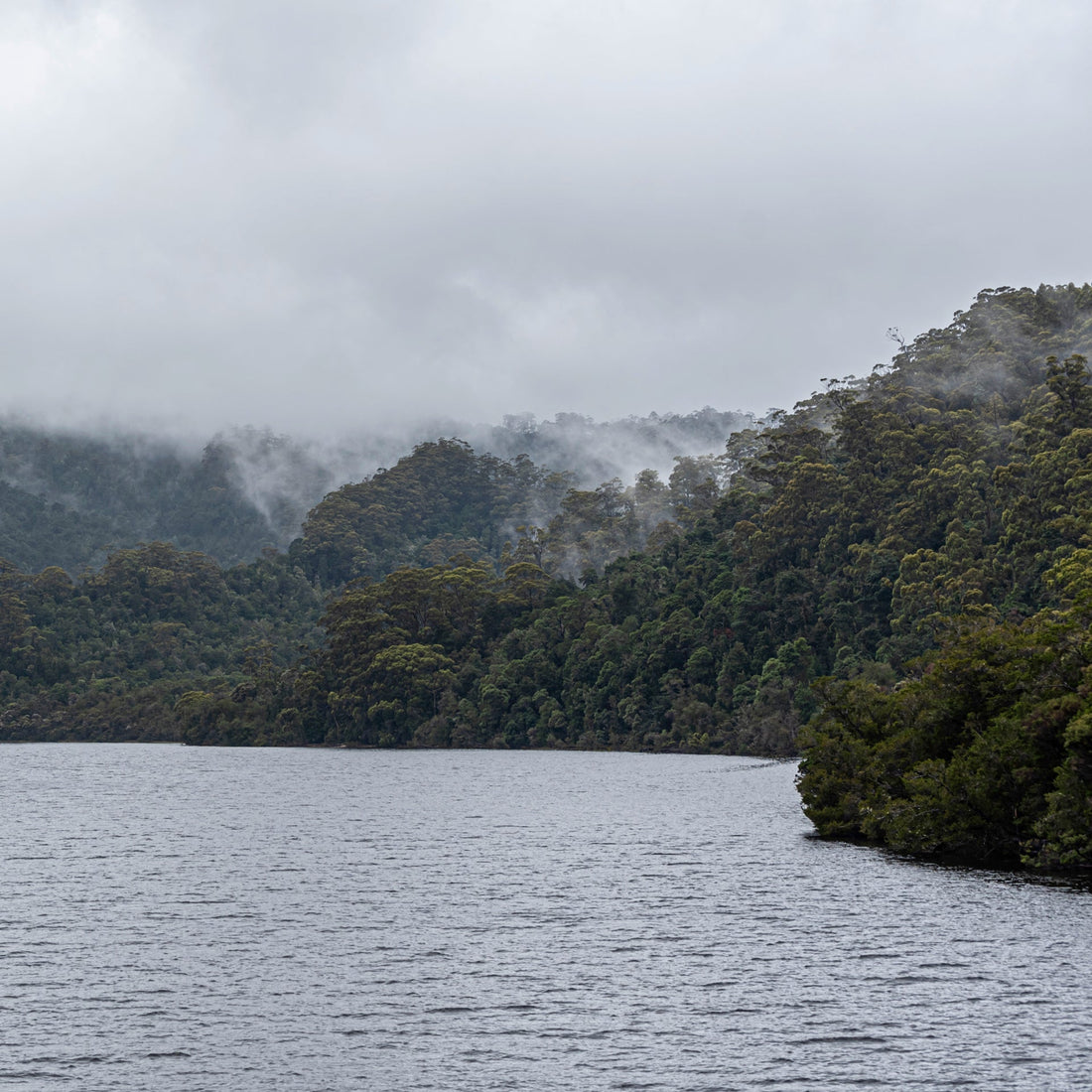 Gordon River Cruise – A World Heritage Experience Every Nature Lover Should See
