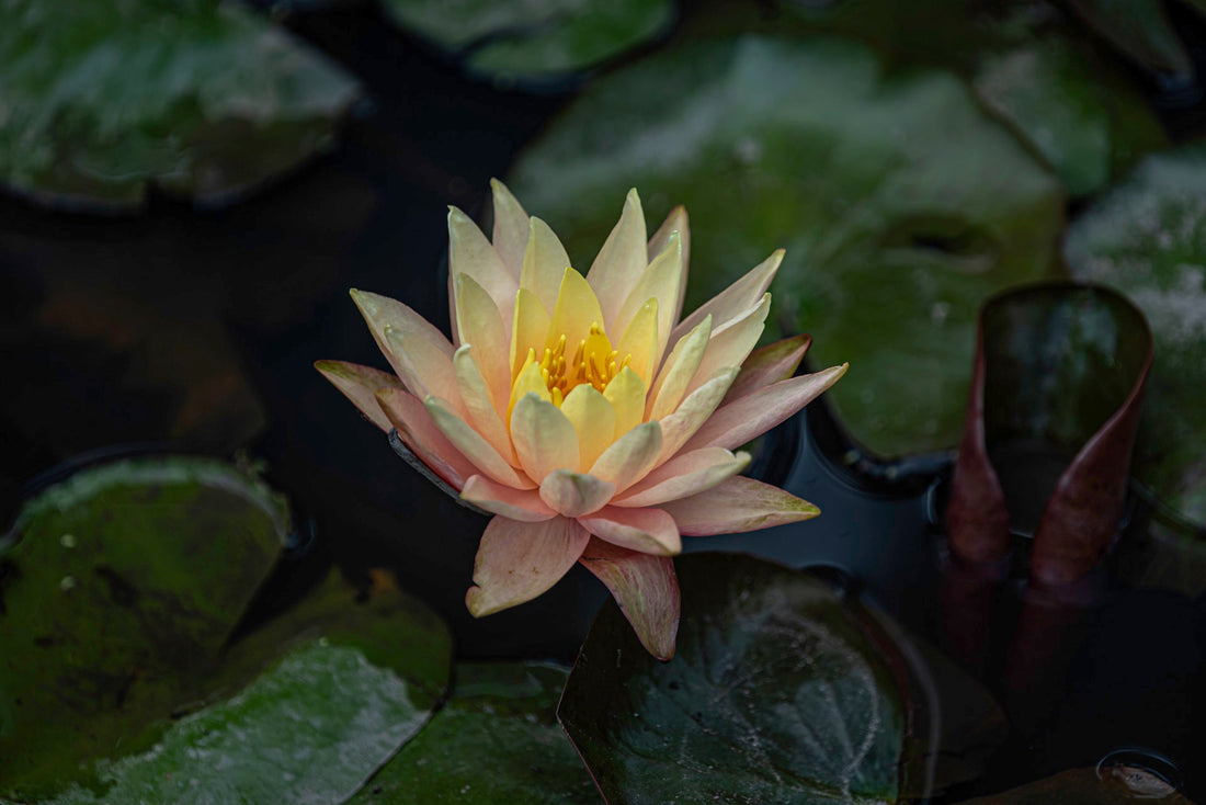 Lotus flowers and water lilies on the ponds at the Blue Lotus Water Garden, Yarra Junction, Yarra Valley
