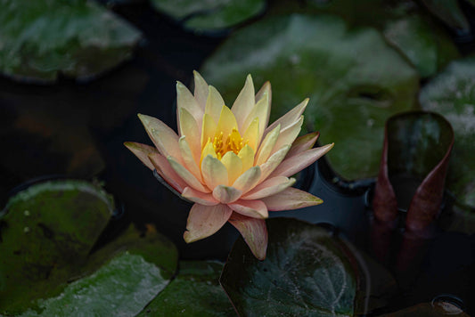 Lotus flowers and water lilies on the ponds at the Blue Lotus Water Garden, Yarra Junction, Yarra Valley