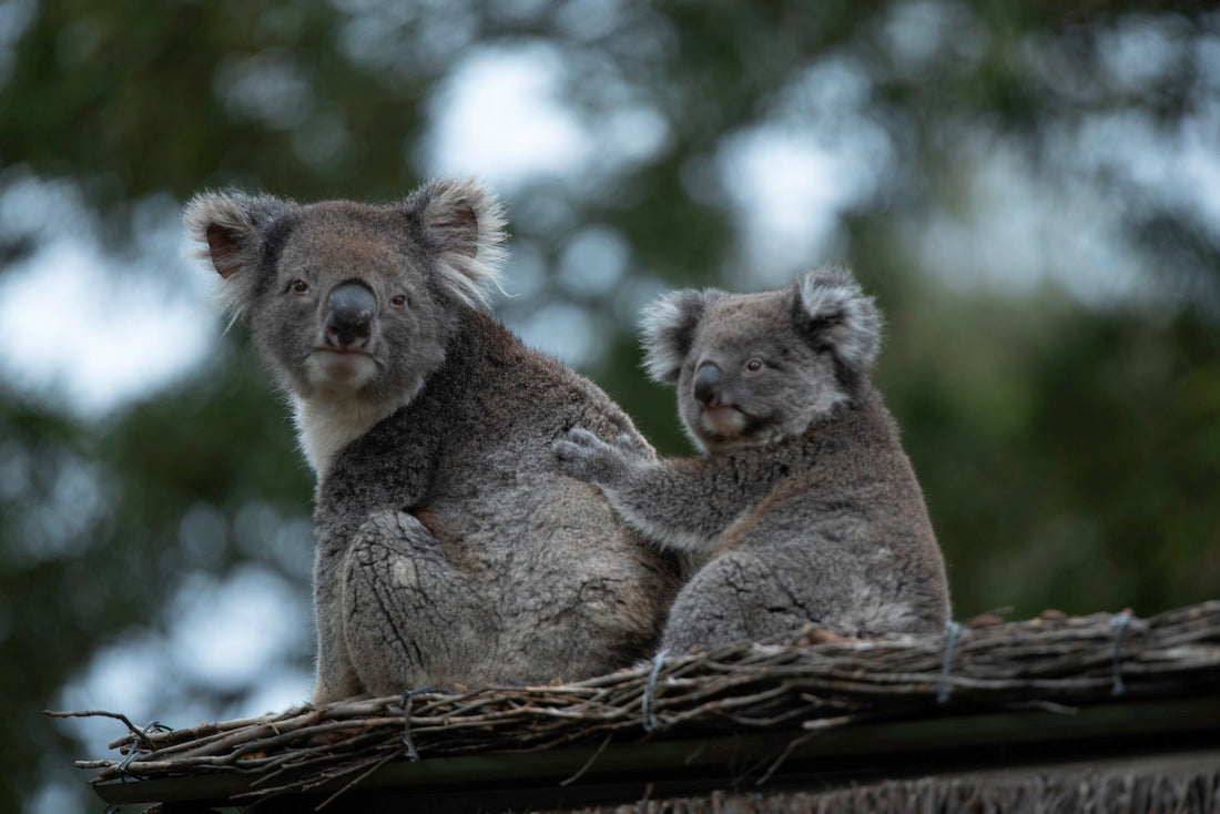 Wildlife Parks in Ballarat: Where Australian Animals Roam Free