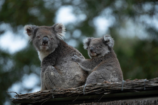 Wildlife Parks in Ballarat: Where Australian Animals Roam Free