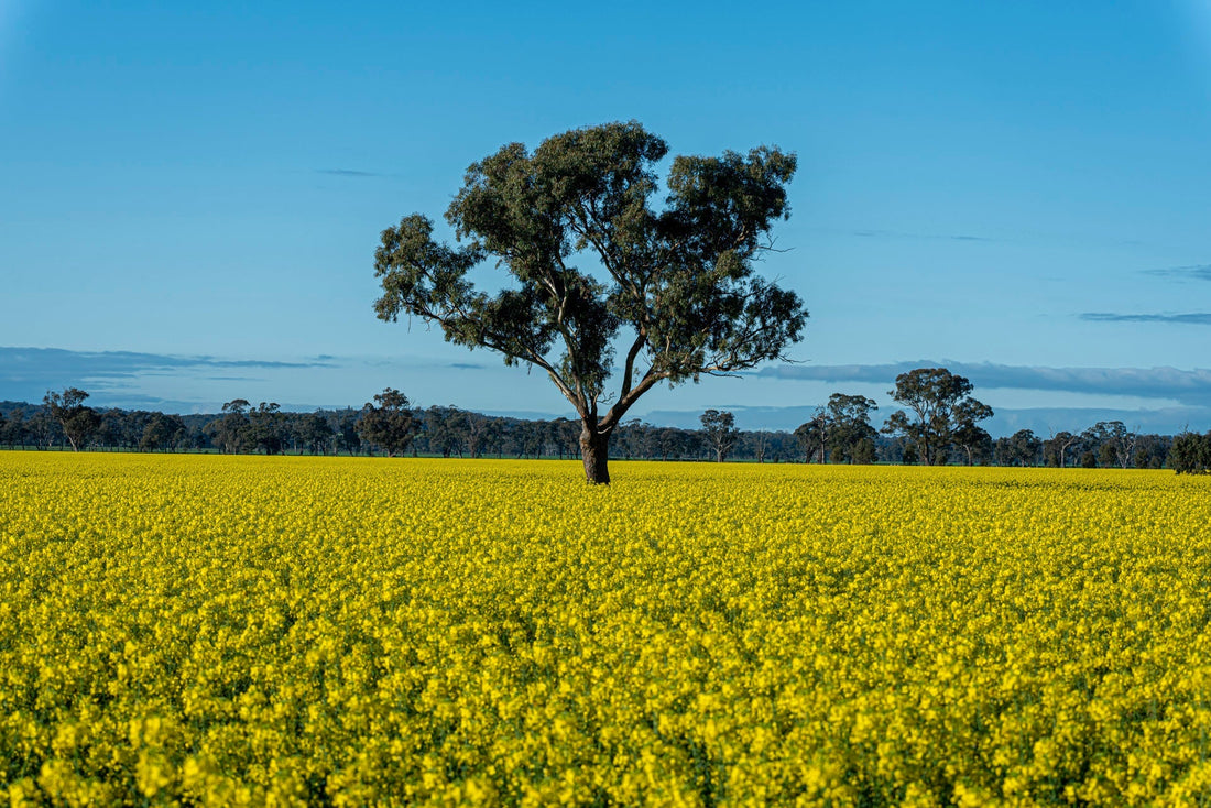 My Favourite Places: The Shiraz Canola Walk
