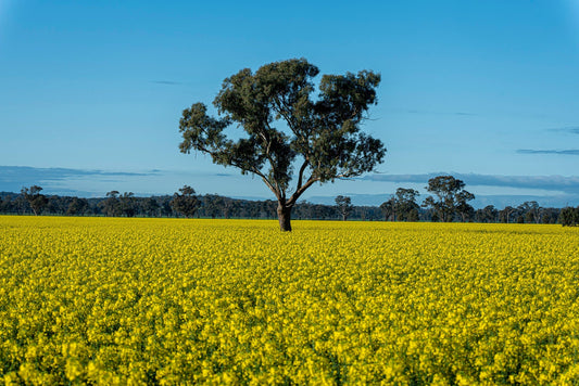 My Favourite Places: The Shiraz Canola Walk