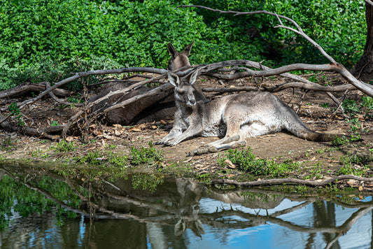Lazy kangaroos in a wildlife park. Wall calendar available in A4, A3, LT and Ledger sizes.