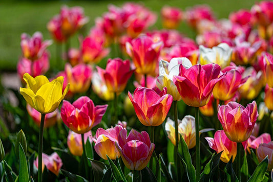 Tesselaar tulip festival in bloom, Silvan Victoria. Blooming tulips on a field.